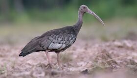 Spot Cambodia’s national bird on an eco-tour